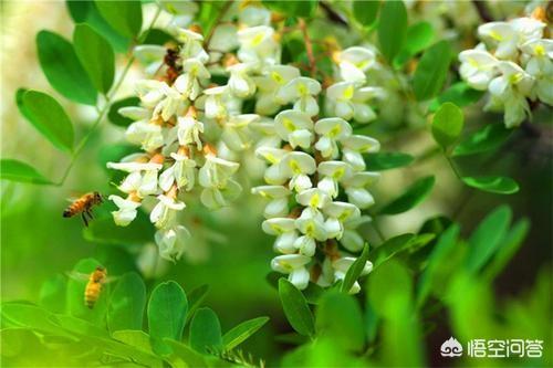 洋槐蜂蜜的作用与功效:百花蜜与洋槐蜜有什么区别？