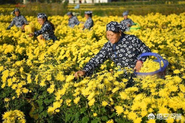 金鸡菊种子种植方法:菊花有哪些种植技巧？如何种盆栽菊花？