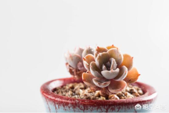 刚种的小叶桢楠树苗叶子发蔫:新买的栀子花叶越来越打蔫怎么办？