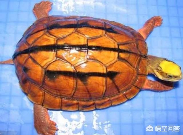 海南金钱龟图片大全大图:都是乌龟，为什么金钱龟要比其他的龟贵好多倍？
