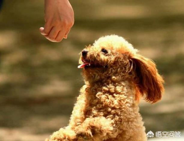 贵宾犬训练用什么奖励:训练泰迪犬，有哪些错误是不能犯的呢？