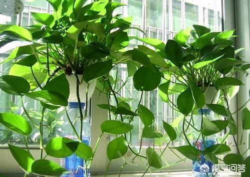 室内净化空气植物:室内干燥种些什么花草好啊？