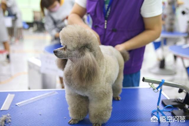 宠物美容学校,哪家比较靠谱？
