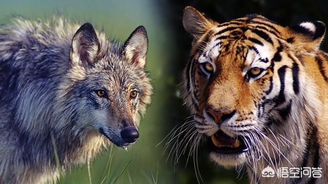 野狗和鬣狗谁厉害，猫科动物和犬科动物哪个战斗力强