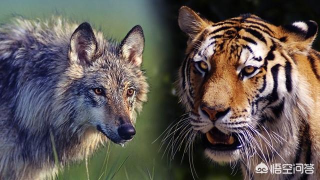 斑鬣狗属于猫科吗:猫科动物和犬科动物哪个战斗力强？
