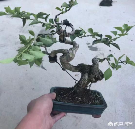 凤尾竹图片大全:这凤尾竹是怎么了？黄叶，求教？