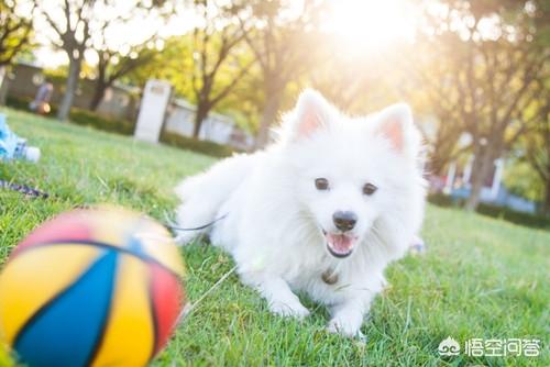 银狐犬图片:新买回来的银狐犬拉稀怎么办呢？ 日本银狐犬图片