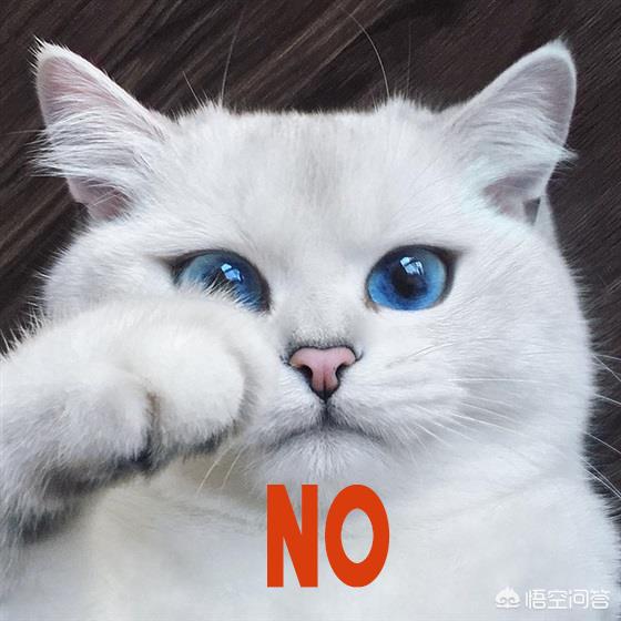 淘宝捉猫猫任务大全:如何解决猫咪抓家具的问题？