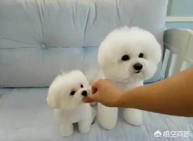 比熊犬吃什么,比熊母狗吃什么狗粮去泪痕？