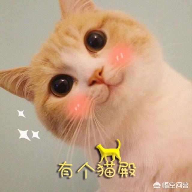 萌猫头像:女孩微信头像是猫咪，是什么意思？