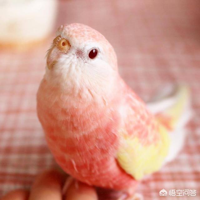 可爱的宠物:养一个互动性高且聪明可爱的小型宠物，是什么体验？