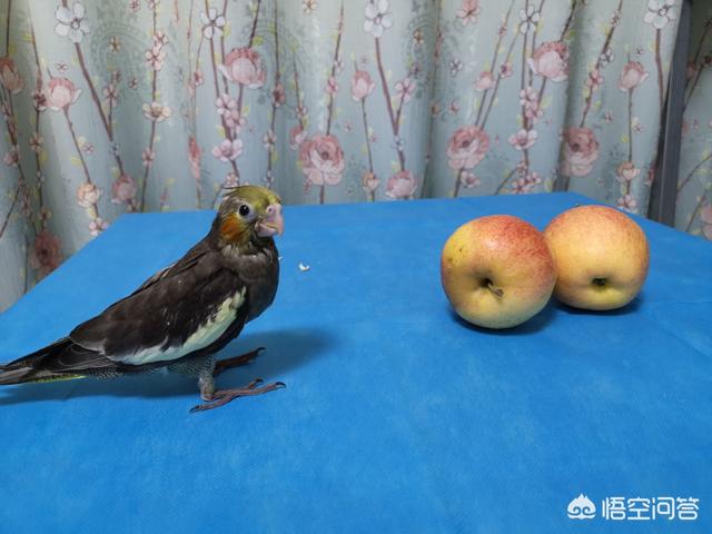 爰德华无花果鹦鹉:双眼无花果鹦鹉 玄凤鹦鹉吃什么水果会比较健康？