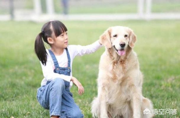 泉州市金毛犬吧:金毛犬的什么地方比较讨人喜欢？