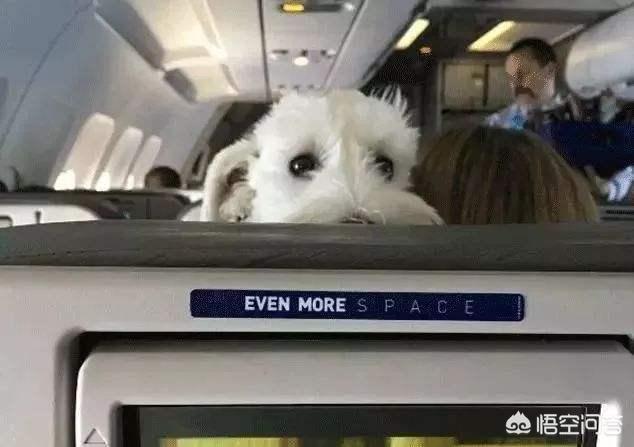 纯种爱尔兰猎狼犬价格:可以带狗狗一起去旅行吗，要坐飞机？
