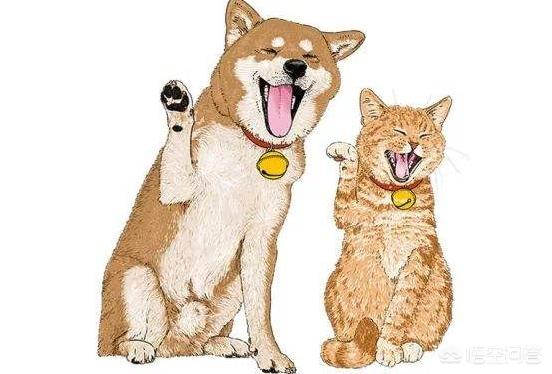 2020狗猫咪品种大全及图片:小狗，小猪，小猫，你们更喜欢哪一个，喜欢哪个品种？