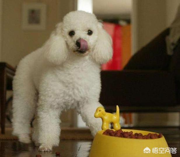 灰色的小贵宾狗怎么养:哪些颜色的贵宾犬最多人养呢？