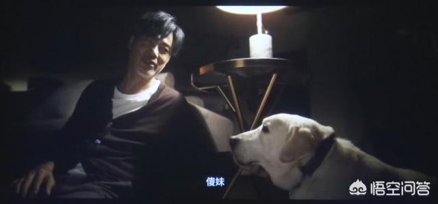 导肓犬小q在线观看:如何评价任达华、梁咏琪主演的关于导盲犬电影《小Q》？