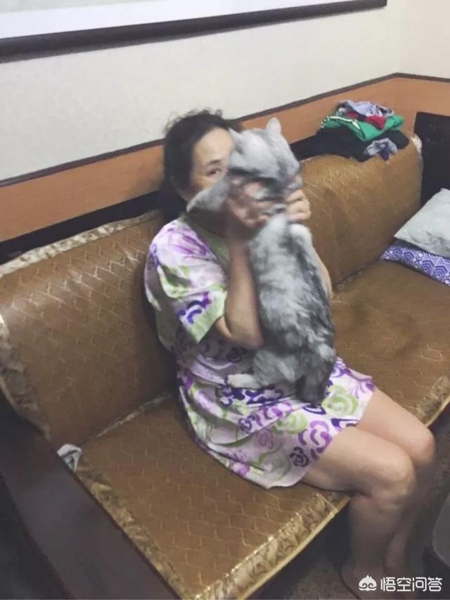 猫舍道乐堂:爸妈不同意你养宠物，但后来行为却完全相反是一种怎样的体验？