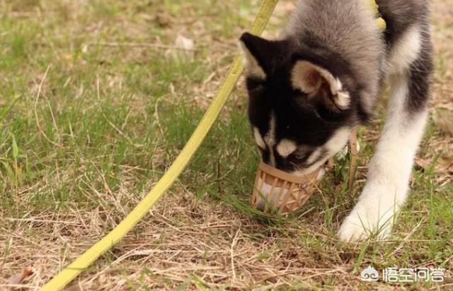 怎么样预防犬细小:怎么预防狗狗得细小犬瘟？