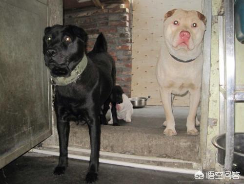卡通大头狗:潮汕大头犬就是潮汕土狗吗？潮汕大头犬打架怎么样？ 卡通大头狗在在轮椅