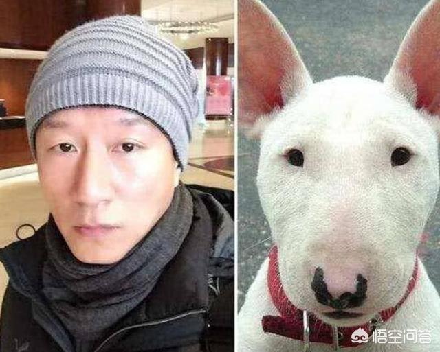 魏玛犬与维兹拉犬的比较:假设一个人养了五只猎犬，如果一只攻击主人，其他四只会如何？