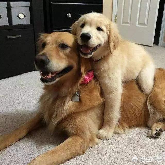 金毛犬性格好不好:金毛犬有什么优秀之处，值得人们饲养？