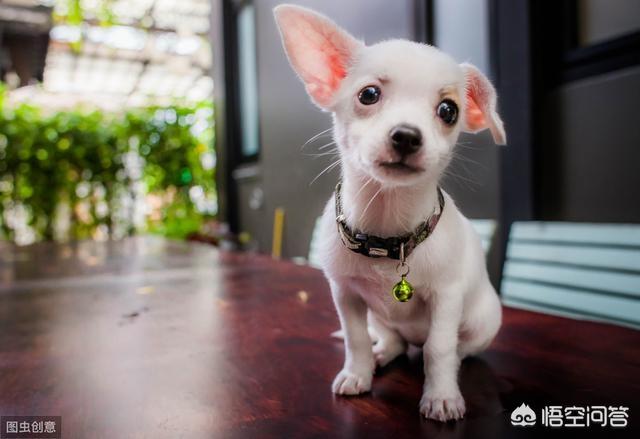 上班族适合养什么狗,上班族可以养拉布拉多犬吗？