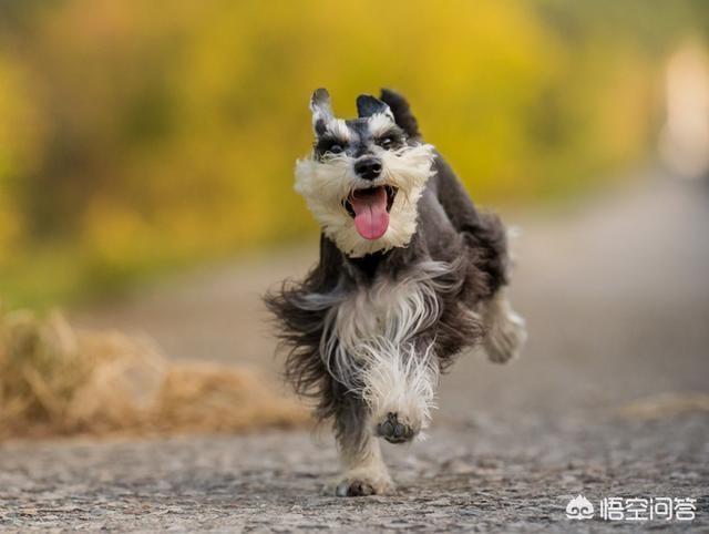 杰克罗素梗犬好养吗:有什么适合城市里上班族养的狗？ 杰克罗素梗犬适合家养吗