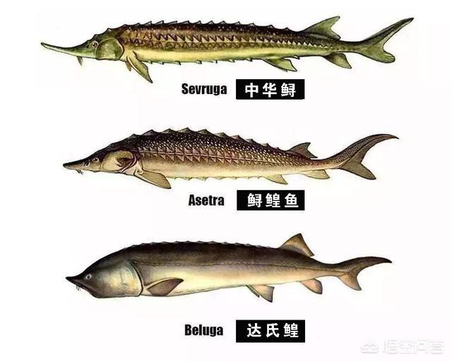 熊猫鱼直播间:渔民捕获