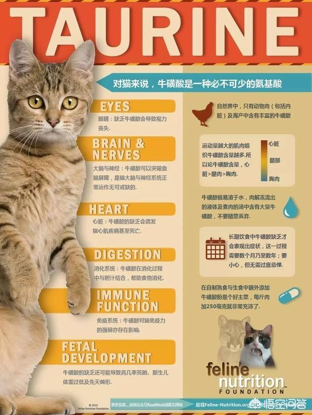 猫咪有病可以吃猫粮吗，养猫必须吃猫粮吗吃猫粮和直接吃肉比有哪些好处