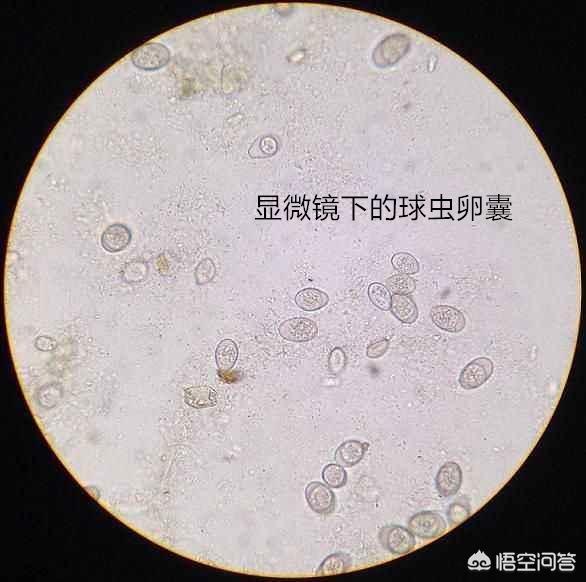 鸡球虫会传染给人吗:如何诊断、预防和治疗鸡球虫病？