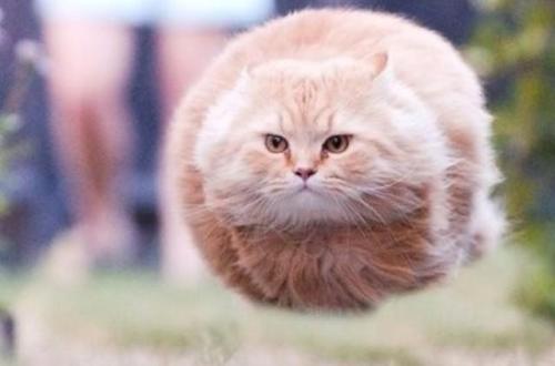 减肥猫技能表:猫咪会不会意识到自己很胖需要减肥呢？