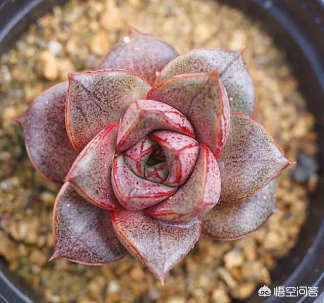 大和锦老桩配土:大和锦怎么种植，大和锦养殖方法和繁殖技术？
