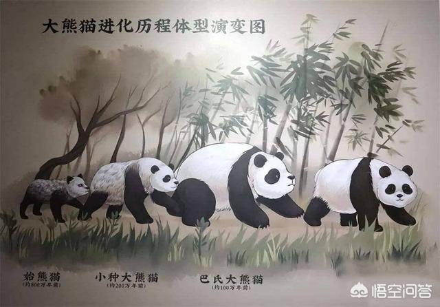 大熊猫咬人吗:为什么说可爱的动物，不一定不伤人？比如说大熊猫？