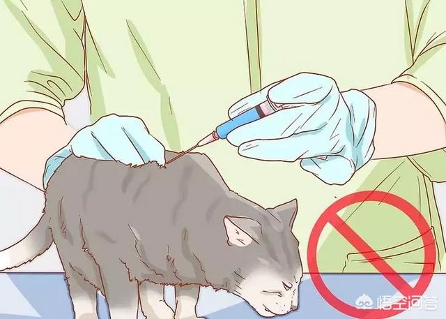 怎么判断猫有没有怀孕,怎么知道猫咪是不是有孩子了？