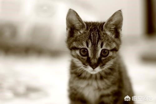猫瞳孔颜色的代表:小奶猫的眼睛颜色 有关猫的眼睛冷知识有哪些？