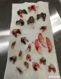 宠物狗训练秘籍电子书:狗狗为什么一直都训不好，如何训练狗狗？ 宠物狗训练秘籍书籍