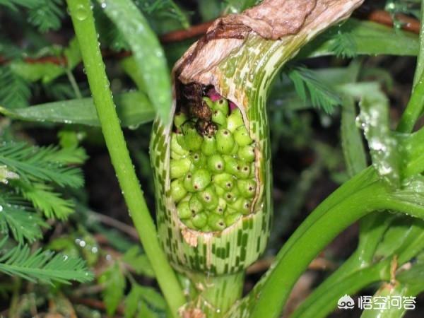 尸香魔芋花:进化论虽然证据充足，但是达尔文的自然选择理论就没有漏洞了吗