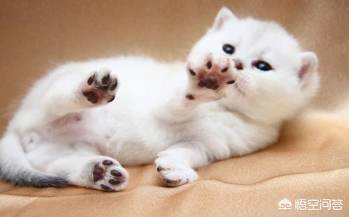 猫白血病:家养的猫咪该注射什么疫苗？