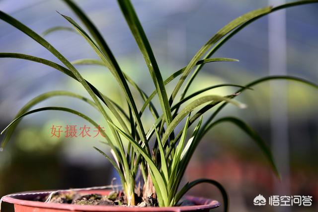 山上野生兰草价格:为什么野生兰草比家种的长得快？