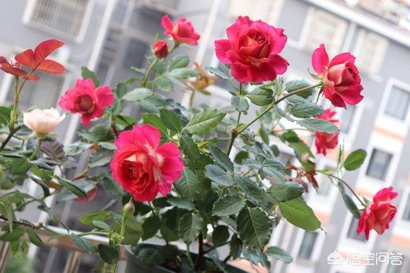 欧洲月季花品种介绍:月季花品种介绍大全 为什么有的花友，夏季就把月季养成光杆了？