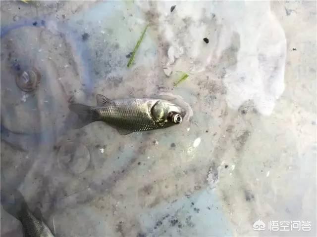 鱼突眼症百度百科:引起鱼突眼的原因有哪些？如何处理突眼？