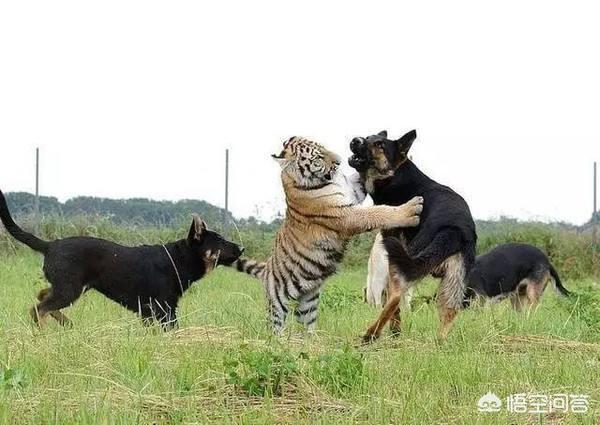 藏獒斗狮子老虎:三只野生东北虎可以打过三十只藏獒和三十只高加索的团体吗？