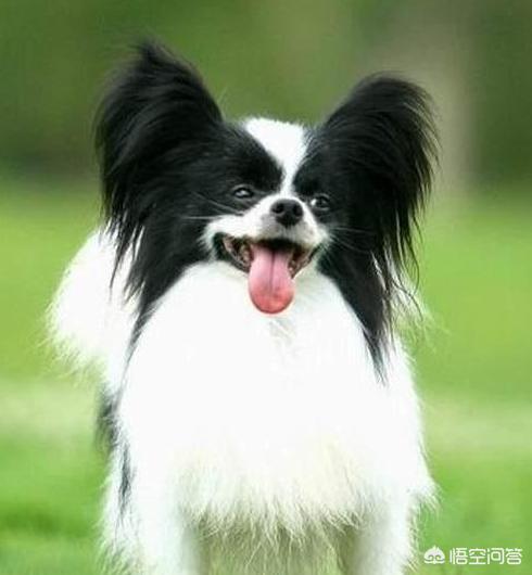 怎么挑选蝴蝶犬幼犬:蝴蝶犬吃什么牌子的狗粮好？