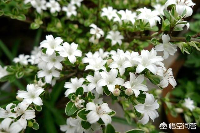 野生六月雪图片根大:有一种叫“六月雪”的植物大家知道吗？分布在哪里？有什么用途？