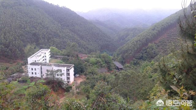 广西桉树产量全国第一，桉树真的会污染环境吗？