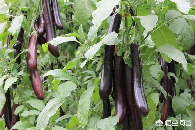 茄子怎么种 种茄子需要注意些什么 搞个小问答的回答 头条问答