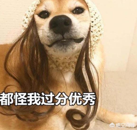 小柴犬阿旺的和风式生活百度云:想养一只柴犬，家里没有院子，能不能养？