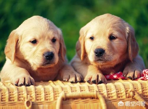 4个月金毛幼犬什么好:四个月的金毛能吃生鸡架吗？