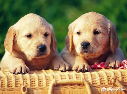 4个月金毛幼犬什么好:4个月大金毛一天吃几顿合适？